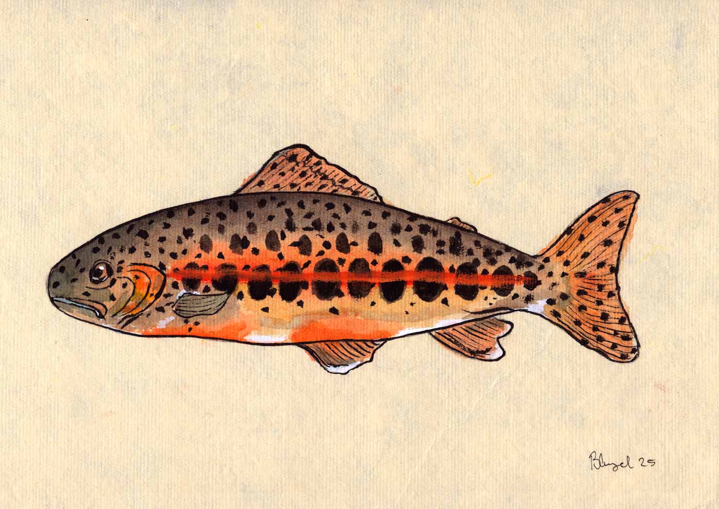 Ørred